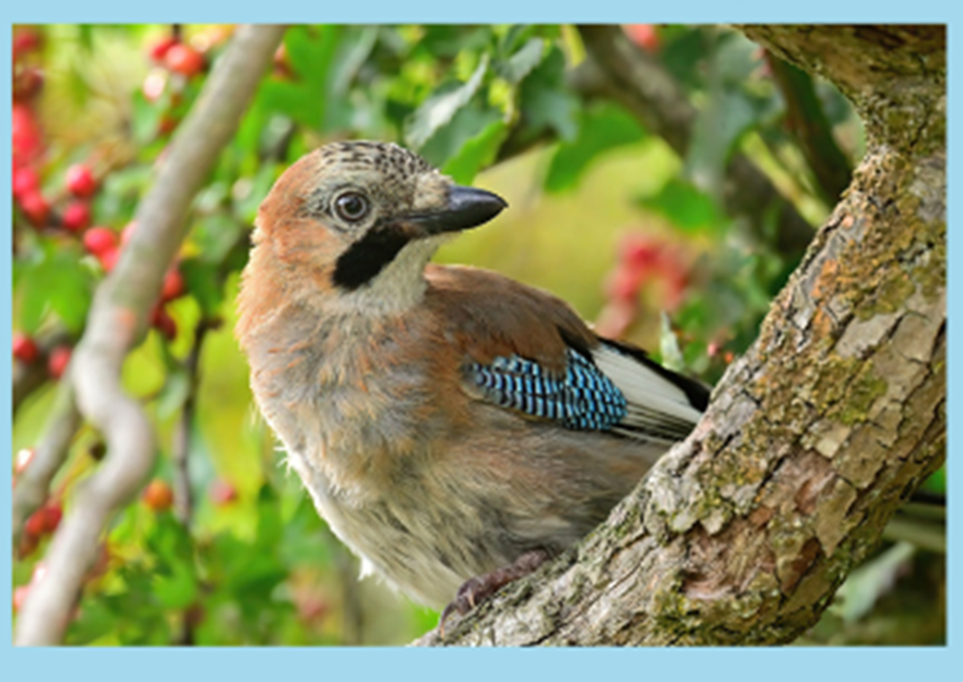 Winter Wildlife ID Workshop