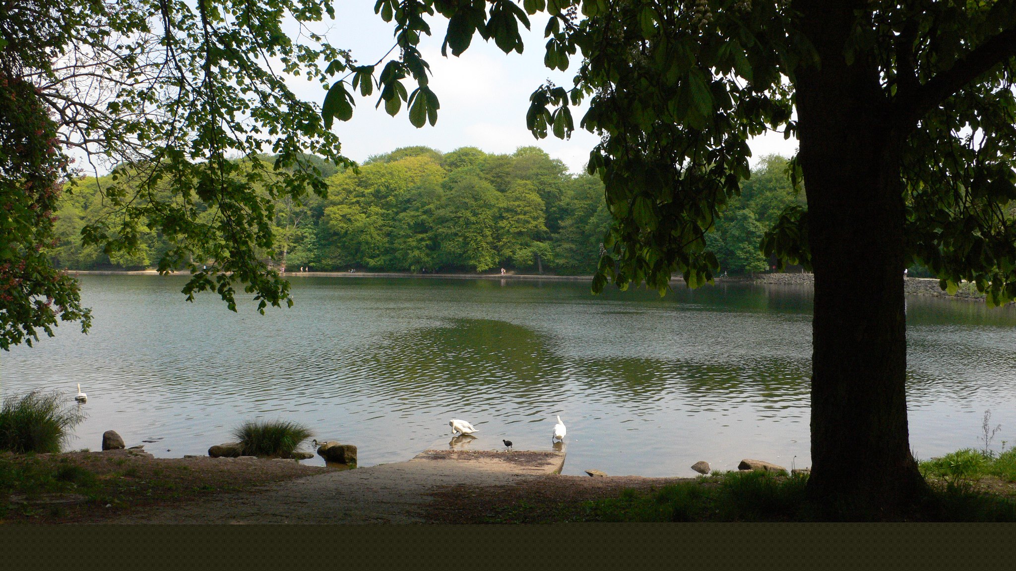 Roundhay Park