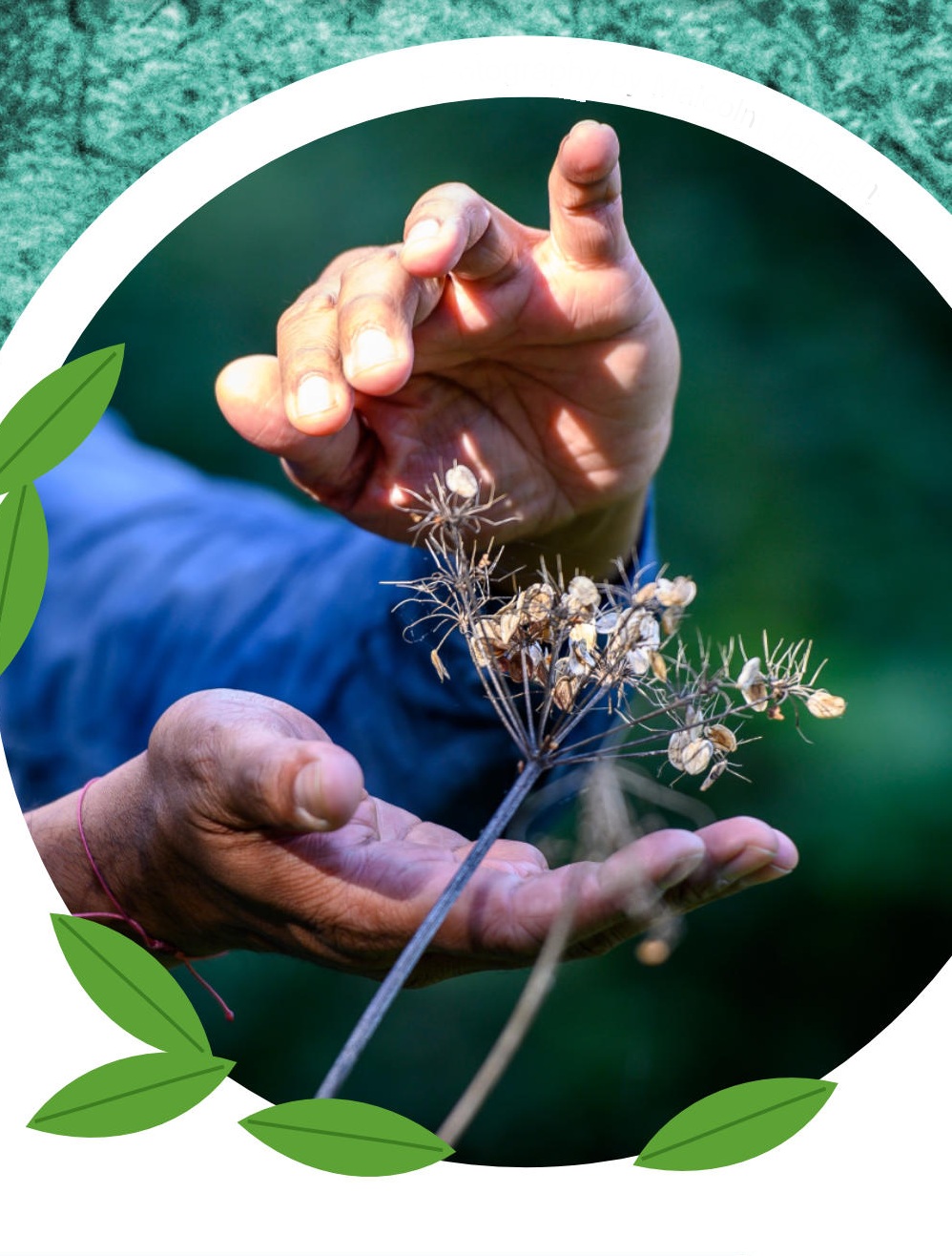 A person's hands gently touching dried wildflowers