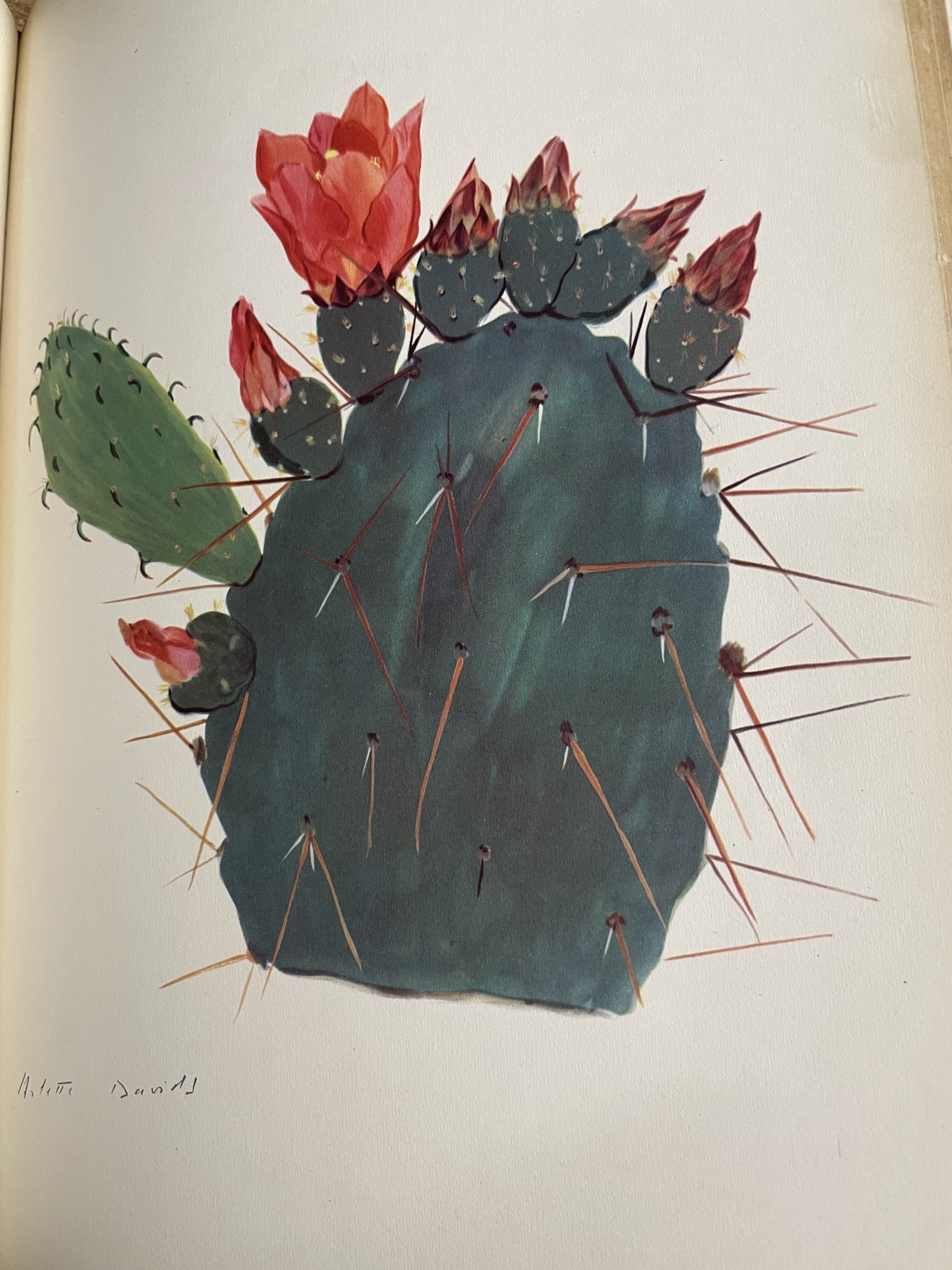 Botanical Art – Cacti with Artist Monair Hyman