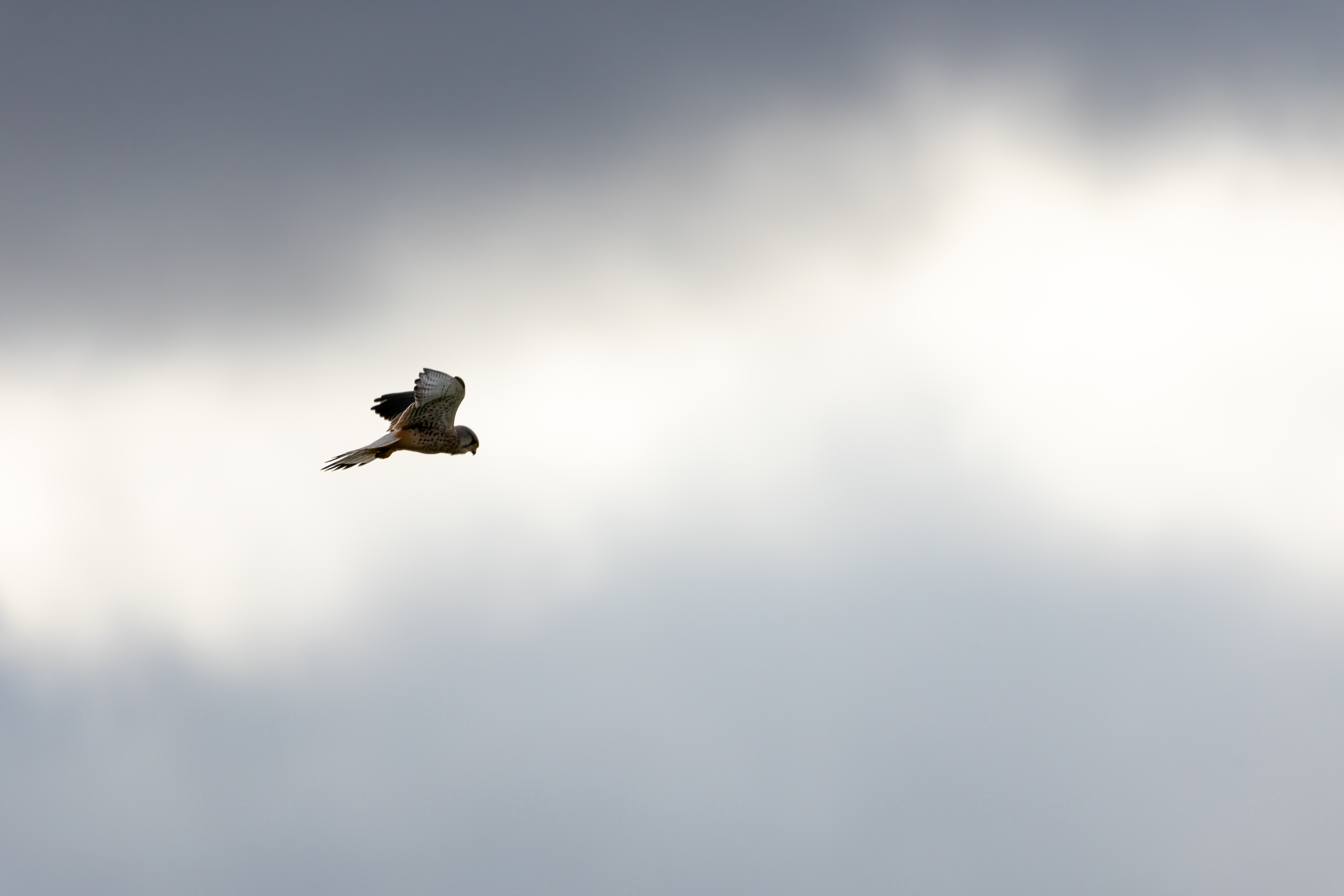 Beginner’s Breakfast Birdwatch