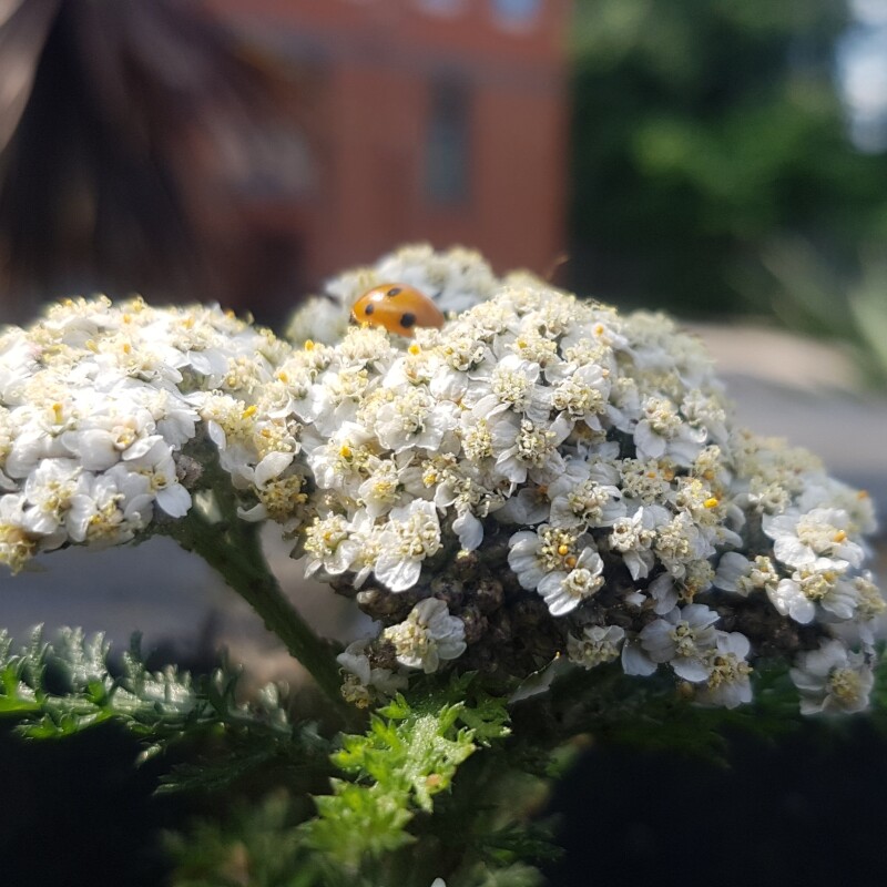 Urban Nature Connection Workshop with Ellie Julings