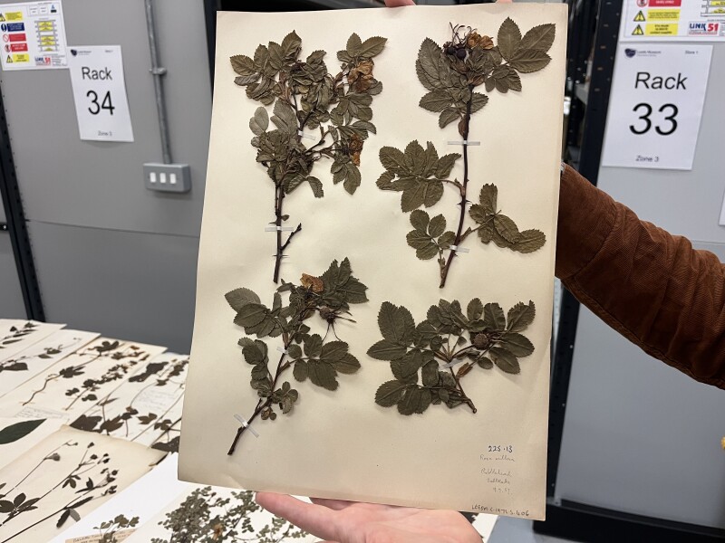 Plant and Rant: Making herbarium sheets