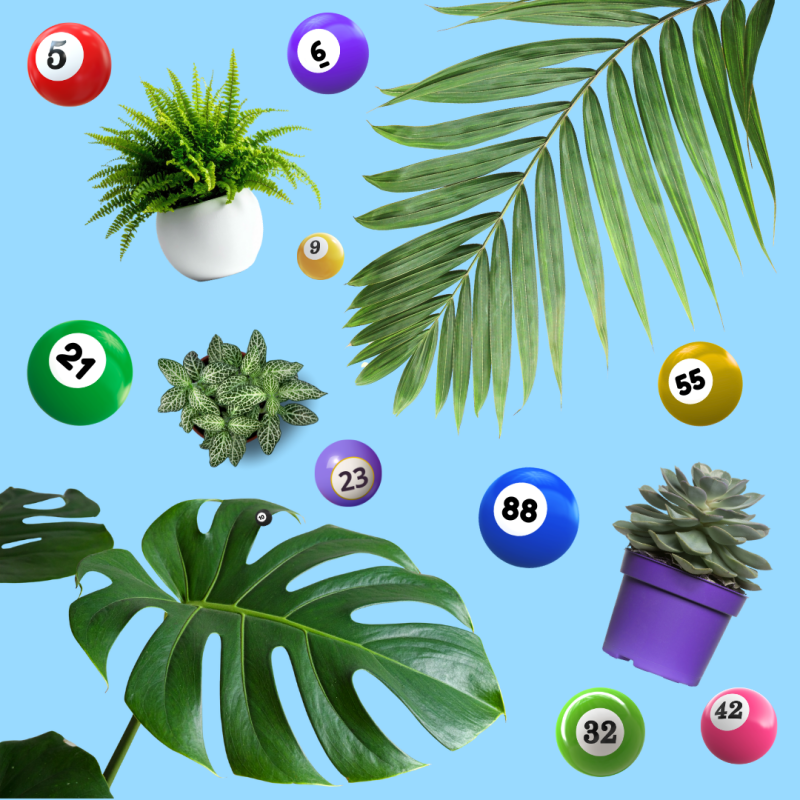 Plant Bingo