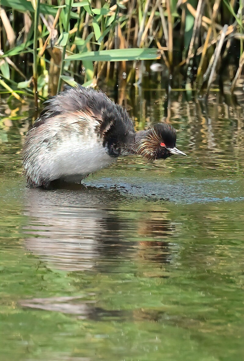 Specialised Black Necked Grebe Experience- RSPB St Aidan’s