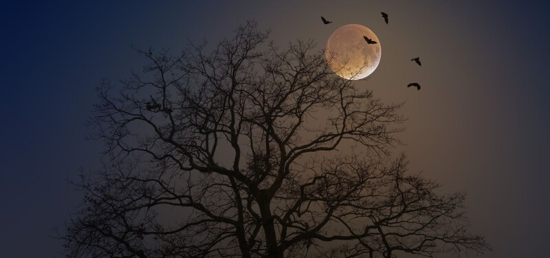 Bat Walk