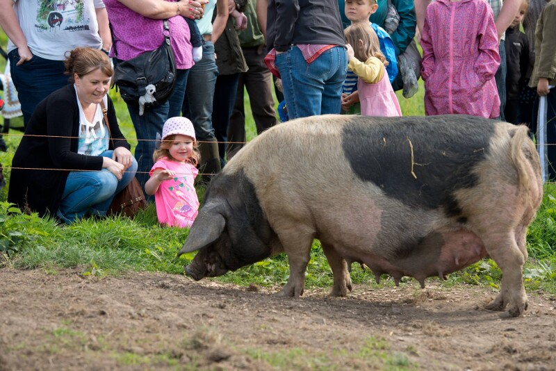 Swillington Organic Farm