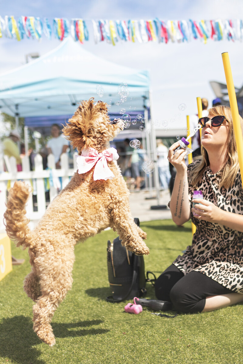 Paws in the Park