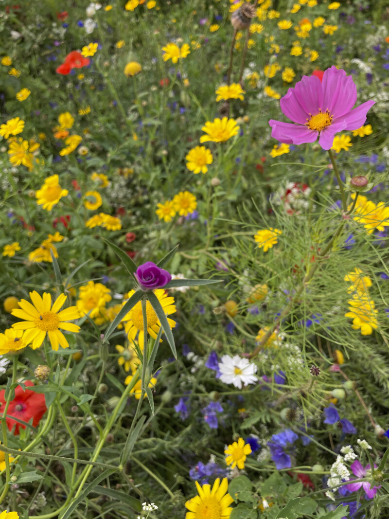 Wonderful World of Wildflowers Guided Walk- RSPB St Aidan’s