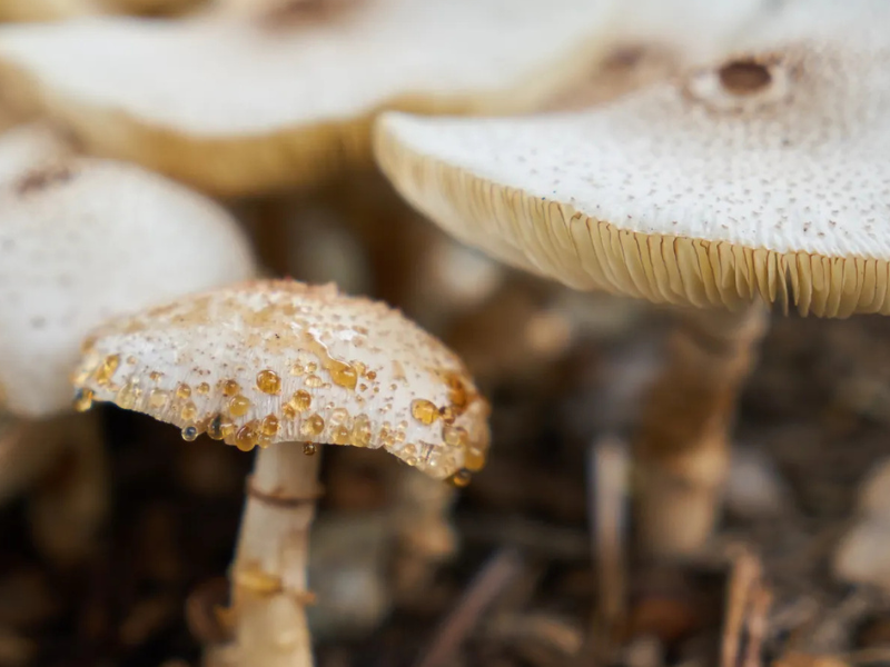 Fungus Foray