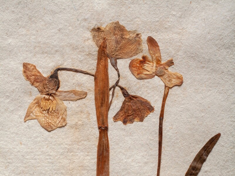 Art Club: Dead Plants Society