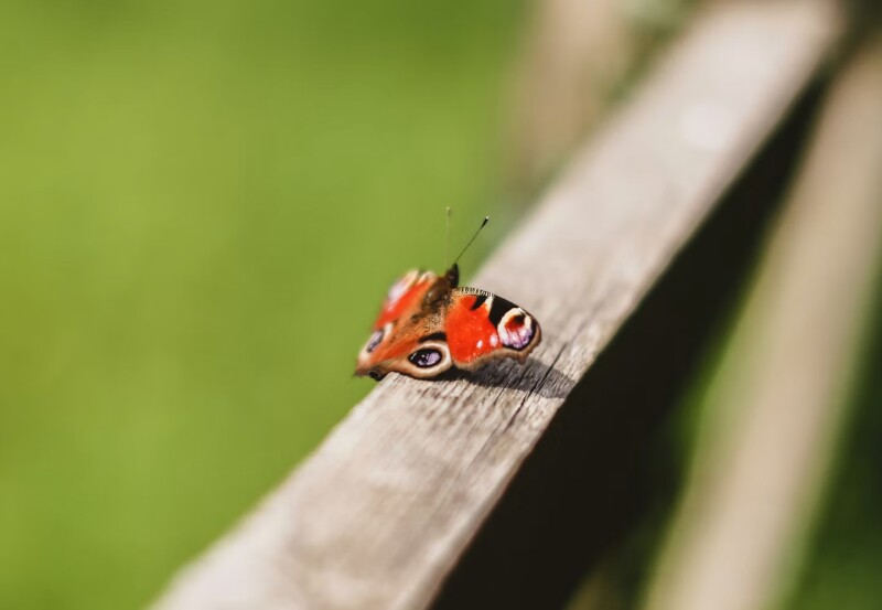 The Big Butterfly Count