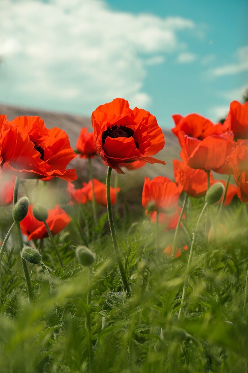 Durufle’s Requiem- a concert for remembrance