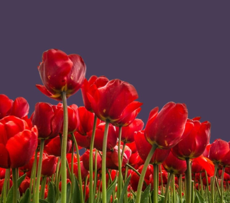 A Flower Is Not a Rat – A Weave of Jewish Stories As Told By Ruth Steinberg