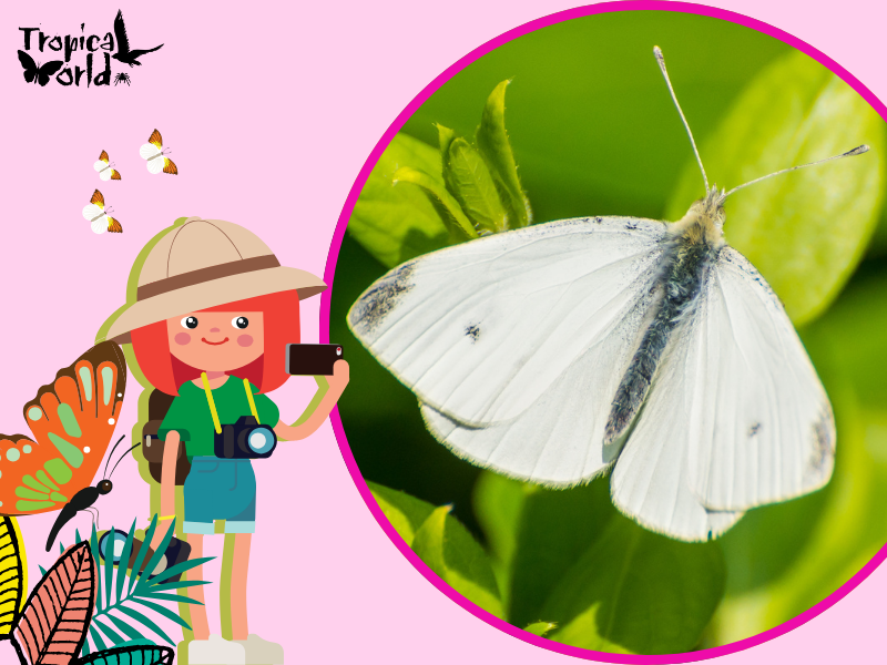 Butterfly Bliss