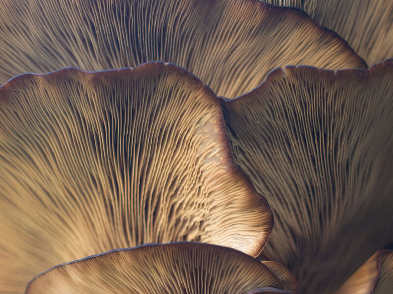 October Half Term: Mushroom Masterpiece Workshop
