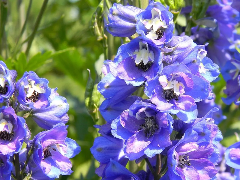 Delphinium Walk and Cream Tea