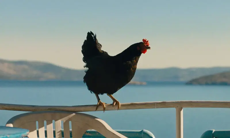 Hen (15)