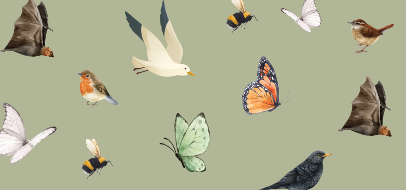 Birds, Bees, Bats & Bugs