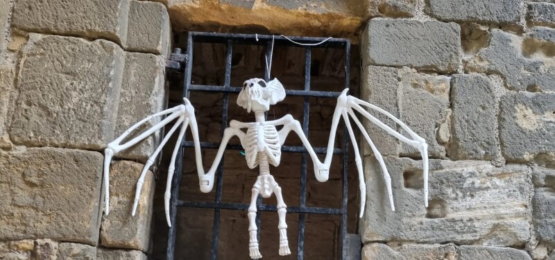 Nocturnal Creatures Trail