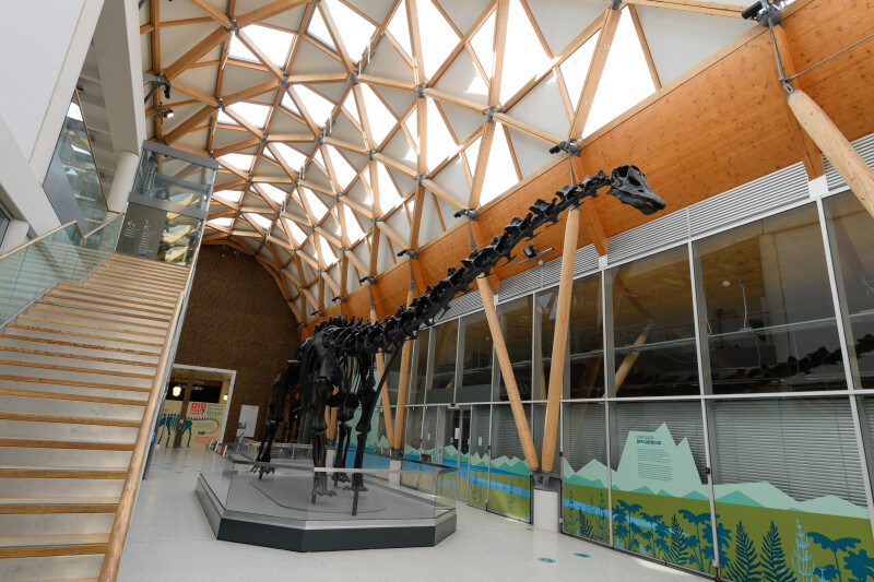 Dippy In Coventry