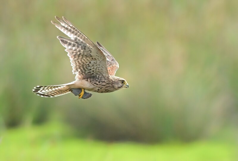 Raptor ID Workshop- RSPB St Aidan’s