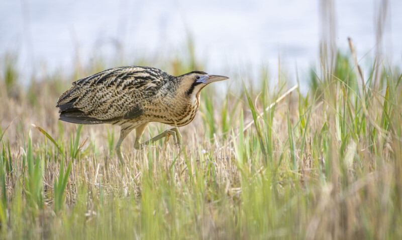 Specialised Booming Bittern Experience- RSPB St Aidan’s