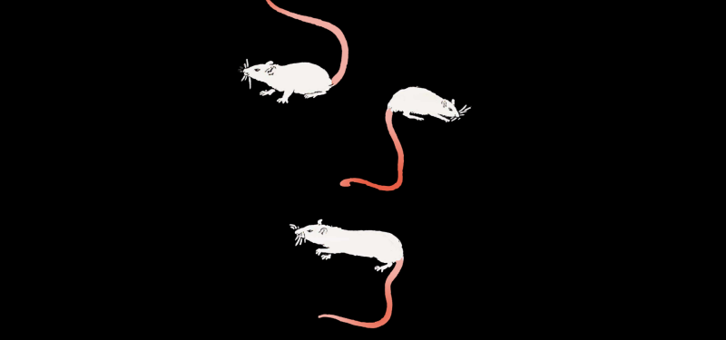 Ratcatcher