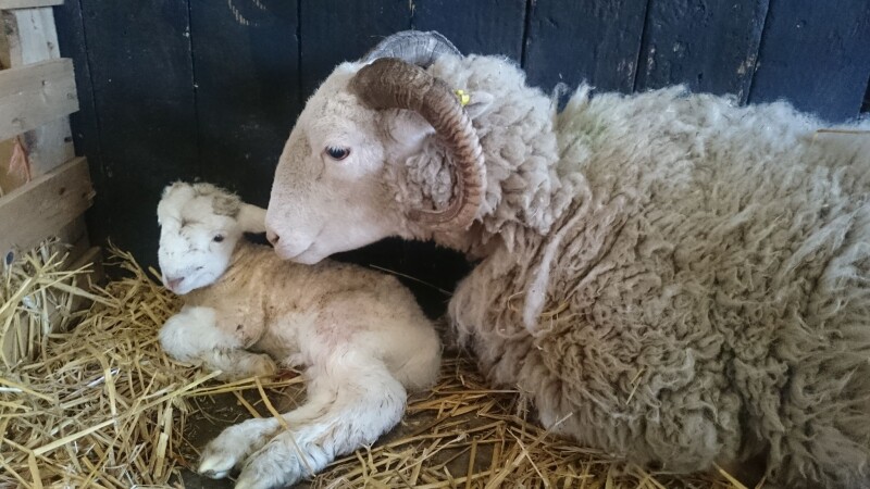 Meanwood Valley Urban Farm