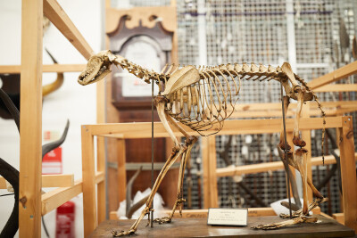 Home Ed Workshop: Skeletons