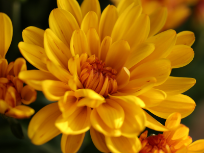 Chrysanthemum Tour