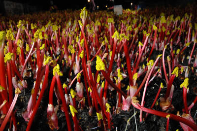 Yorkshire Forced Rhubarb Forcing Shed Tours