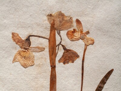 Art Club: Dead Plants Society