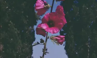 Exploring Palestinian Heritage Through Film (18 TBC)