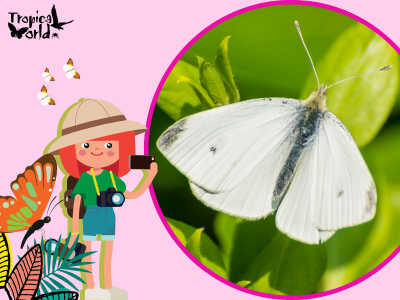 Butterfly Bliss