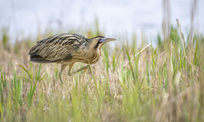 Specialised Booming Bittern Experience- RSPB St Aidan’s