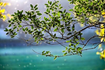 Hollybush Conservation Centre