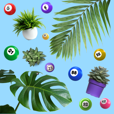 Plant Bingo