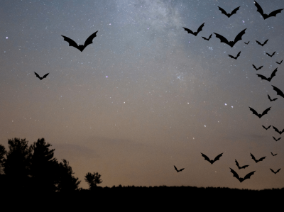Nocturnal Wildlife Walk- RSPB St Aidan’s