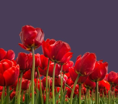 A Flower Is Not a Rat – A Weave of Jewish Stories As Told By Ruth Steinberg